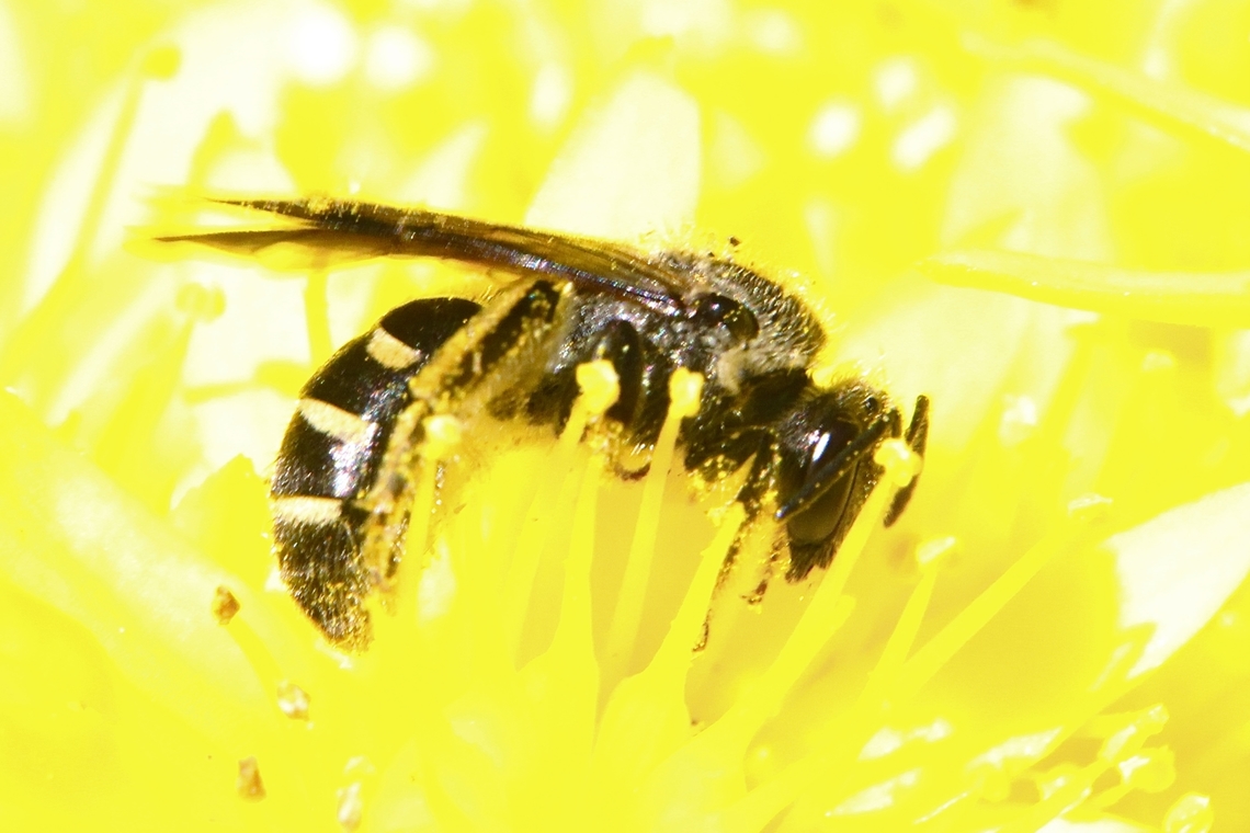 Lasioglossum lanarium A very small bee approx. body length 5 mm Australia,Eamw bees,Geotagged,Lasioglossum lanarium,Winter