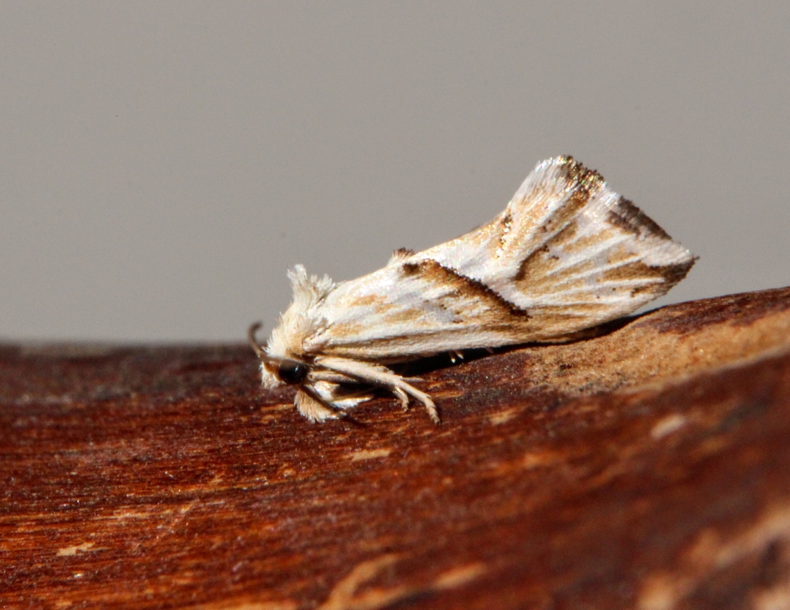 Genus Heliocosma  Australia,Dodson road SA,Eamw moth,Geotagged,Heliocosma,Winter
