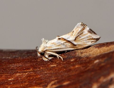 Genus Heliocosma  Australia,Dodson road SA,Eamw moth,Geotagged,Heliocosma,Winter