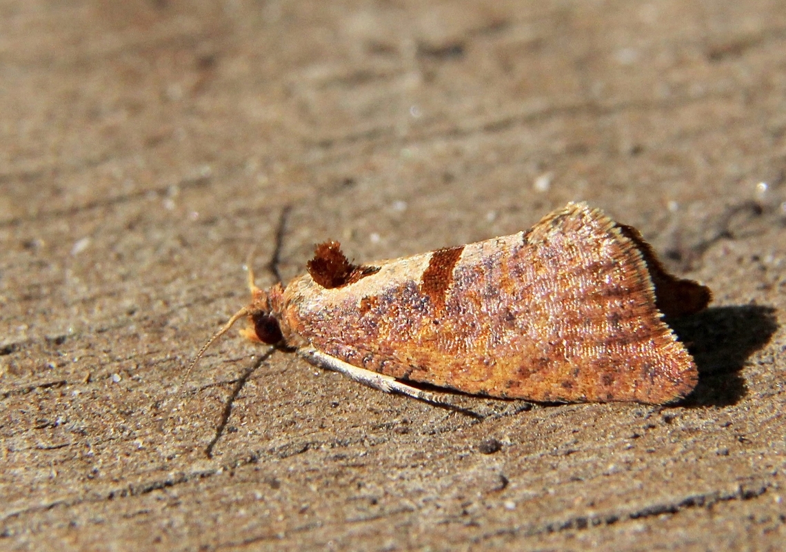 Genus Glyphidoptera Attracted to UV light Australia,Dodson road SA,Eamw moth,Genus Glyphidoptera,Geotagged,Glyphidoptera insignana,Winter,unidentified