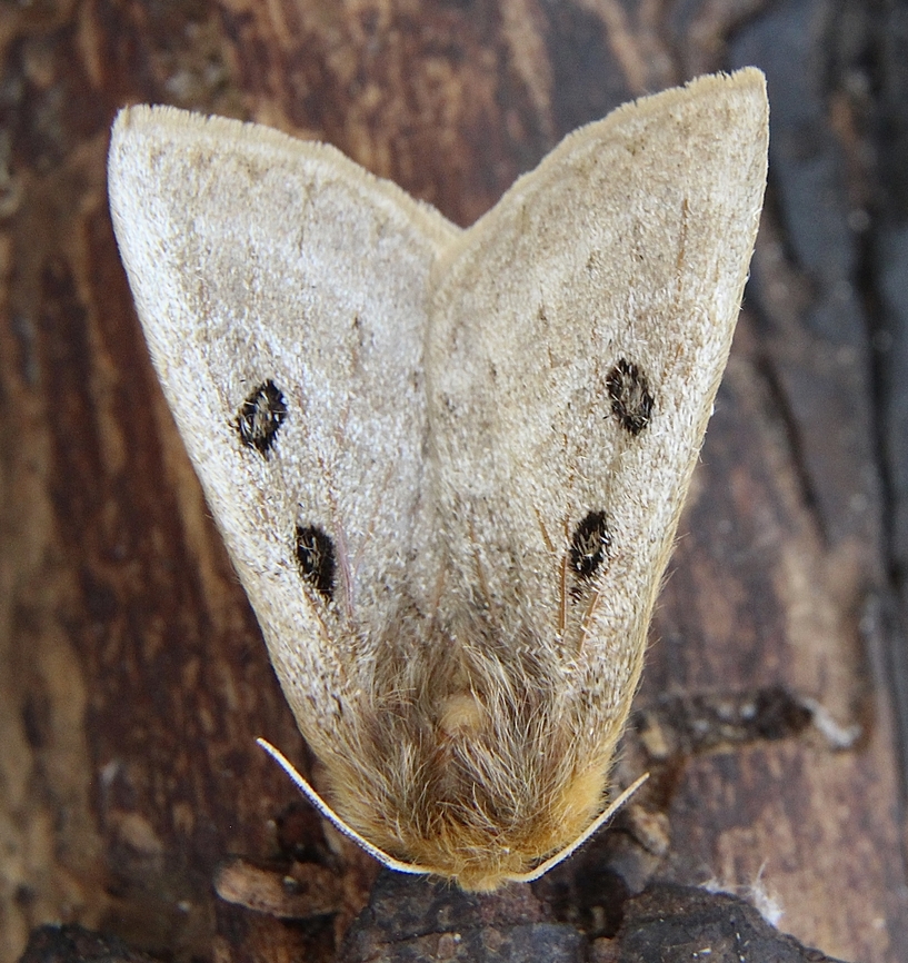 Genus Anthela Attracted to UV light, Anthela,Australia,Dodson road SA,Eamw moth,Geotagged,Winter