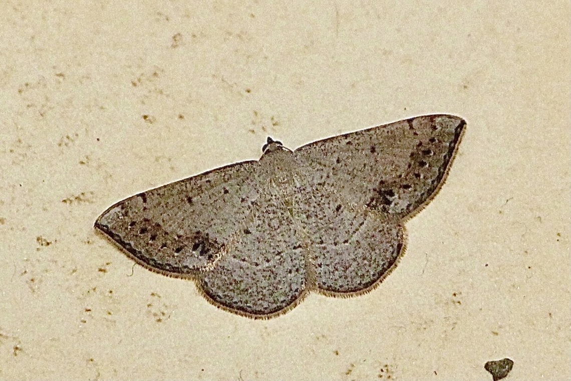 Genus Taxeotis Found in a public toilet block  Australia,Dodson road SA,Eamw moth,Geotagged,Spring,Taxeotis ew