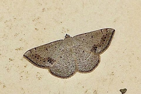 Genus Taxeotis Found in a public toilet block  Australia,Dodson road SA,Eamw moth,Geotagged,Spring,Taxeotis ew