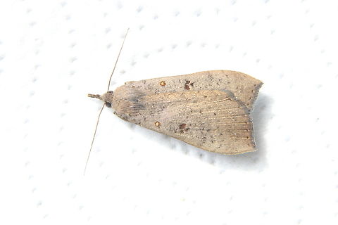 Genus Rhapsa Attracted to UV light Dodson road SA,Eamw moth,Rhapsa suscitatalis,eamw Noctuid