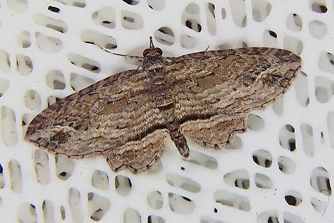 Filmtag moth - Chloroclystis filata Attracted to UV light. Australia,Chloroclystis,Chloroclystis filata,Dodson road SA,Eamw moth,Filata moth,Geotagged,Winter