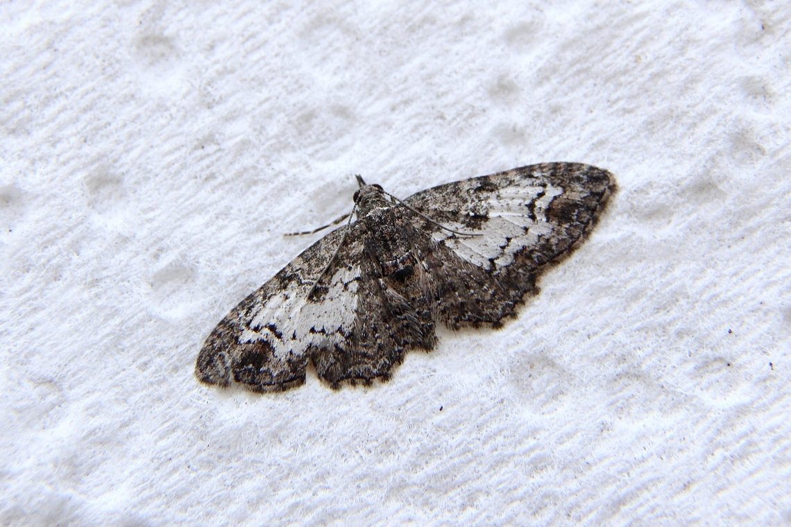 Genus Pasiphilodes Attracted to UV light. Australia,Dodson road SA,Eamw moth,Geotagged,Pasiphilodes ew,Winter