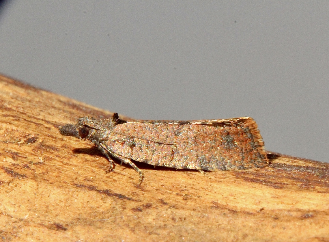 Tortricid Leafroller Moths Family Tortricidae  Australia,Dodson road SA,Eamw moth,Geotagged,Winter,unidentified