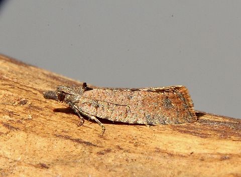 Tortricid Leafroller Moths Family Tortricidae  Australia,Dodson road SA,Eamw moth,Geotagged,Winter,unidentified