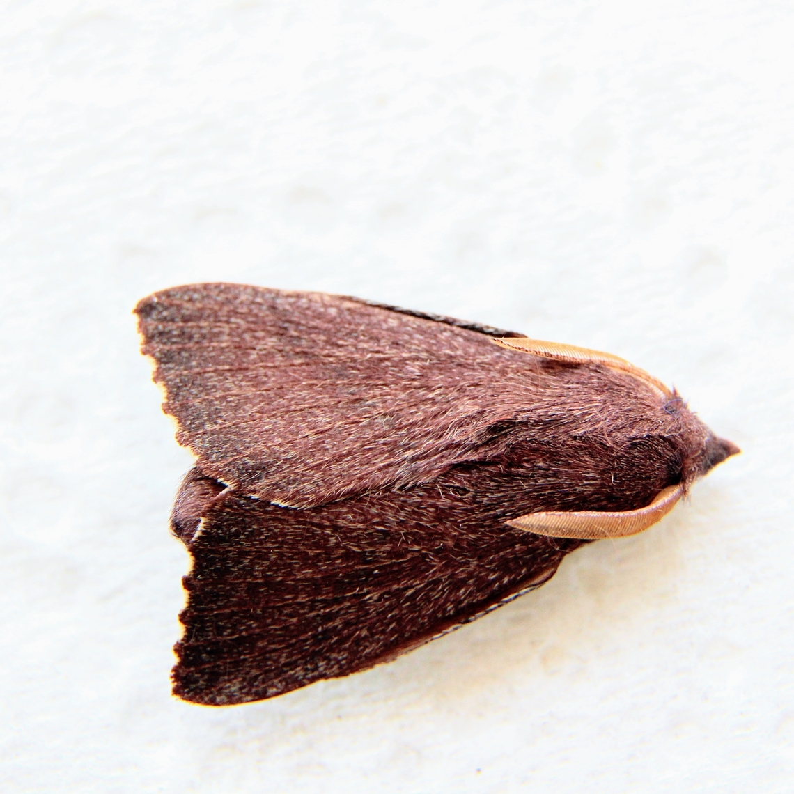 Pararguda crenulata.  Australia,Dodson road SA,Eamw moth,Geotagged,Pararguda crenulata,Pararguda ew,Winter