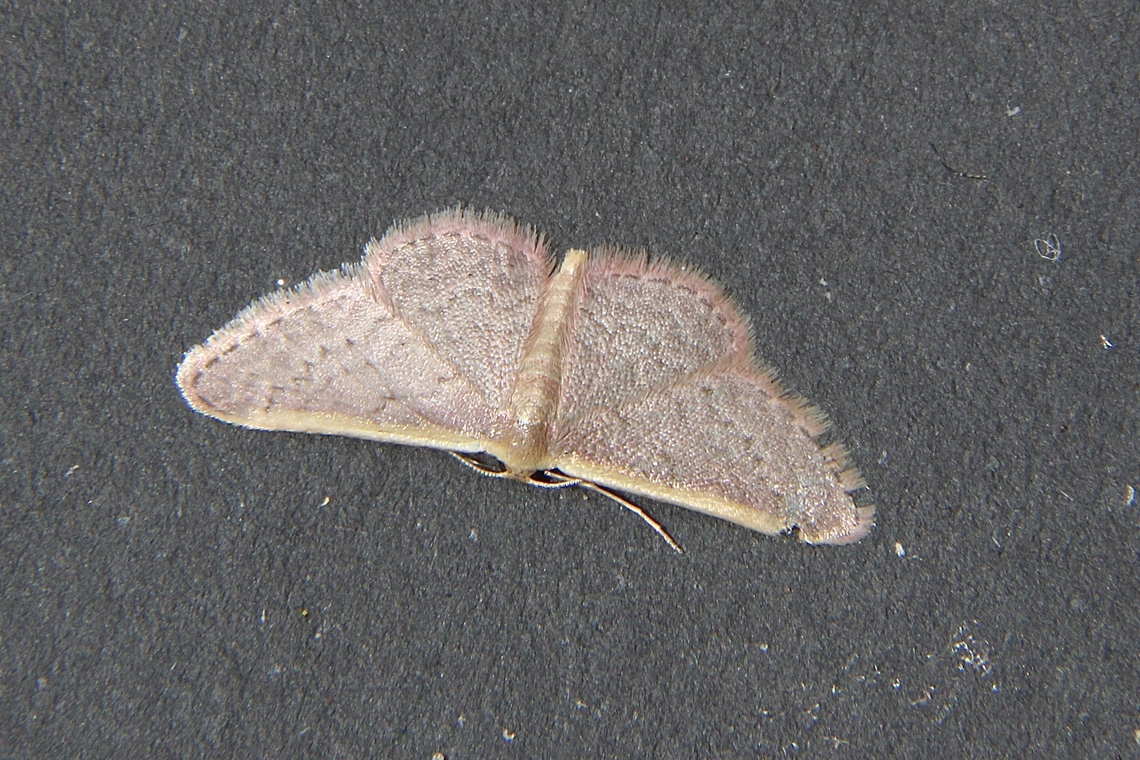 Genus Idaea Attracted to UV light. Australia,Dodson road SA,Eamw moth,Geotagged,Idaea ew,Spring