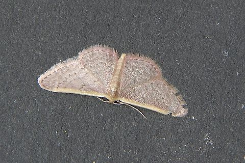 Genus Idaea Attracted to UV light. Australia,Dodson road SA,Eamw moth,Geotagged,Idaea ew,Spring