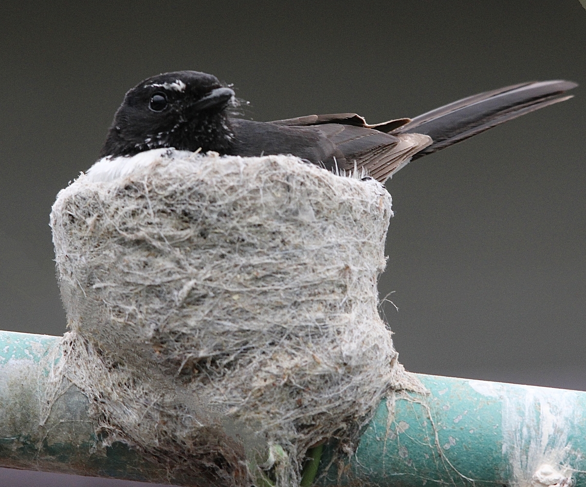 Willie Wagtail - Rhipidura leucophrys This Willie Wagtail decided to build its nest on to our cloth line. A bit inconvenient for us but worth it. Australia,Eamw birds,Geotagged,Rhipidura leucophrys,Spring,Willie wagtail