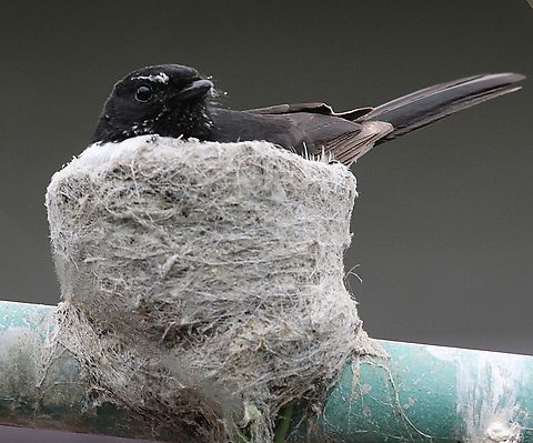 Willie Wagtail - Rhipidura leucophrys This Willie Wagtail decided to build its nest on to our cloth line. A bit inconvenient for us but worth it. Australia,Eamw birds,Geotagged,Rhipidura leucophrys,Spring,Willie wagtail