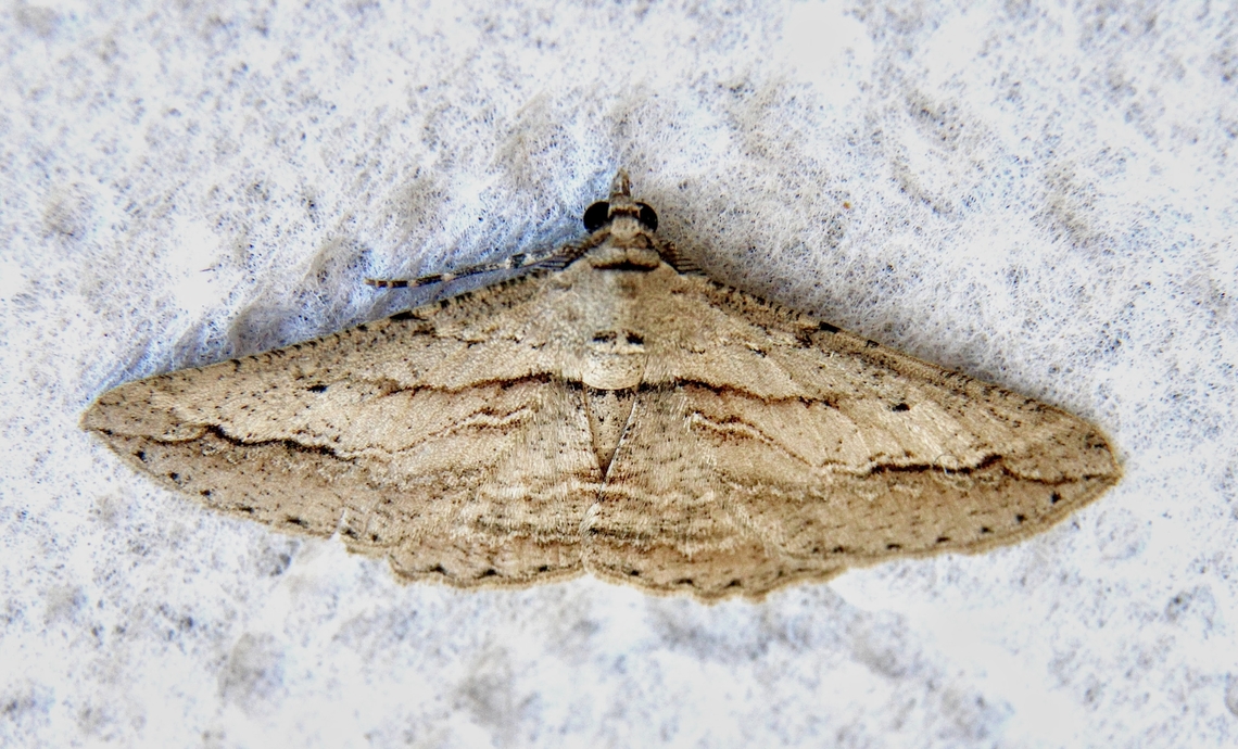 Syneora gypsochroa Attracted to UV light.<br />
Identification by INaturalist. Australia,Eamw moth,Geotagged,Syneora,Syneora gypsochroa,Winter