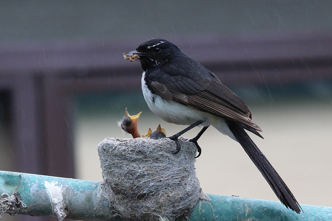 Willie Wagtail - Rhipidura leucophrys 3 day old Willy Wagtails demand food even when it rains. <br />
 Eamw birds,Rhipidura leucophrys,Willie wagtail