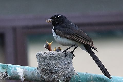 Willie Wagtail - Rhipidura leucophrys 3 day old Willy Wagtails demand food even when it rains. 
 Eamw birds,Rhipidura leucophrys,Willie wagtail