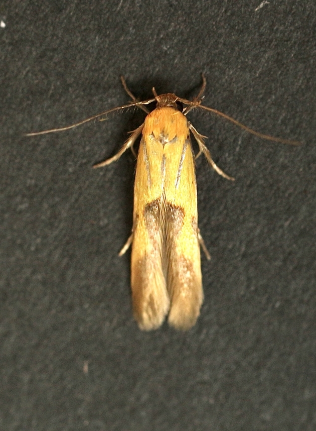 Stathmopoda crocophanes Attracted to UV light. Australia,Eamw moth,Fall,Geotagged,Stathmopoda,Stathmopoda auriferella,Stathmopoda crocophanes