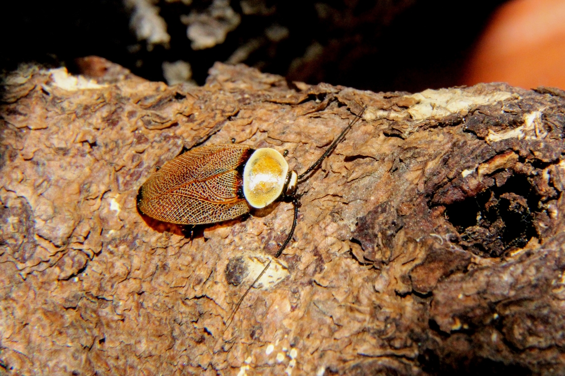 Bush cockroach- Ellipsidion humerale  Australia,Common Ellipsidion,Eamw cockroaches,Ellipsidion humerale,Geotagged,Spring