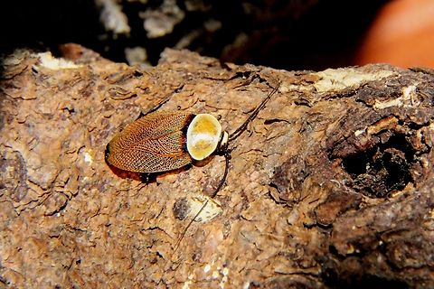 Bush cockroach- Ellipsidion humerale  Australia,Common Ellipsidion,Eamw cockroaches,Ellipsidion humerale,Geotagged,Spring