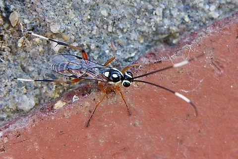 Ichneumon wasp - Glabridorsum stokesii  Australia,Eamw wasps,Geotagged,Glabridorsum stokesii,Spring