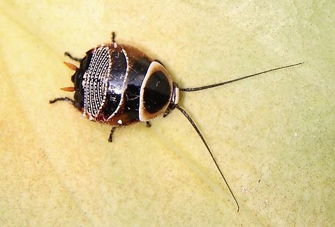 Bush cockroach- Ellipsidion humerale Looks like the 3rd instar. Australia,Common Ellipsidion,Eamw cockroaches,Ellipsidion humerale,Geotagged,Spring