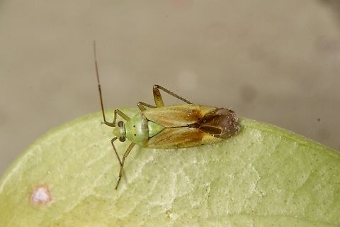 Potato Bug - Closterotomus norwegicus A very small bug, approx. 5 mm. Could not find any info about distribution in Australia.
Also the spelling changes to Closterotomus norvegicus. Closterotomus norvegicus,Eamw plant bugs,Potato Mirid