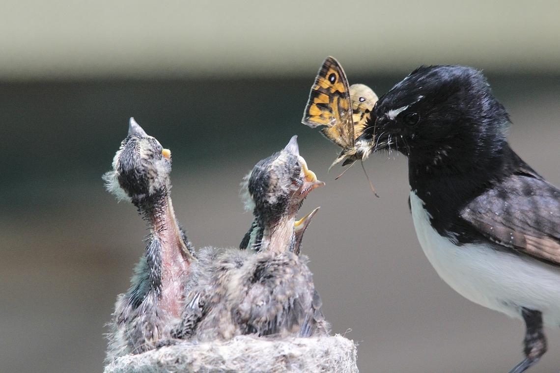 Willie Wagtail - Rhipidura leucophrys Hatched about the 20th October. They have grown quickly and now can defour butterflies brought in by the parents. Australia,Eamw birds,Geotagged,Rhipidura leucophrys,Spring,Willie wagtail