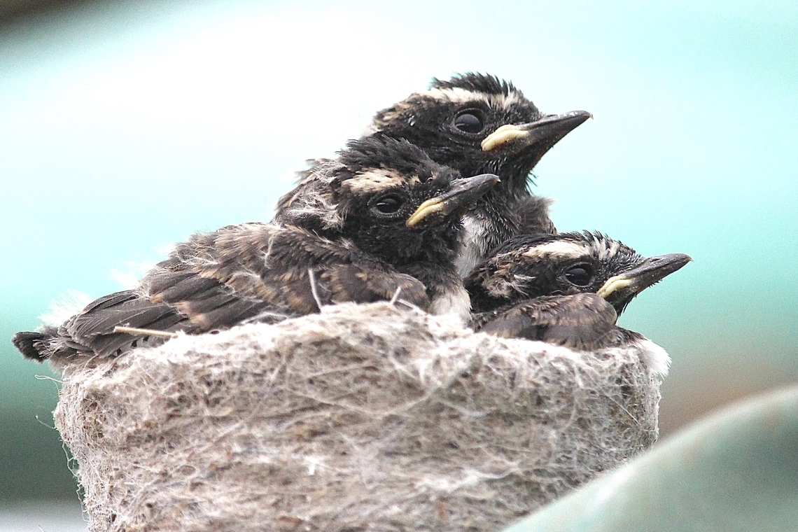 Willie Wagtail - Rhipidura leucophrys Almost ready to leave the nest. Australia,Eamw birds,Geotagged,Rhipidura leucophrys,Spring,Willie wagtail