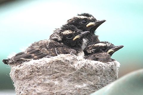 Willie Wagtail - Rhipidura leucophrys Almost ready to leave the nest. Australia,Eamw birds,Geotagged,Rhipidura leucophrys,Spring,Willie wagtail