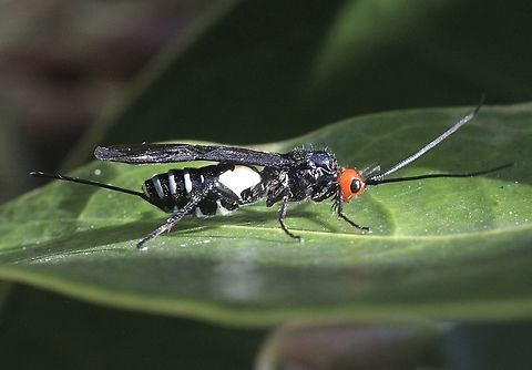 White Flank Black Braconid wasp - Callibracon capitator  Australia,Callibracon capitator,Eamw wasps,Geotagged,Mount Billy,Spring,White Flank Black Braconid wasp