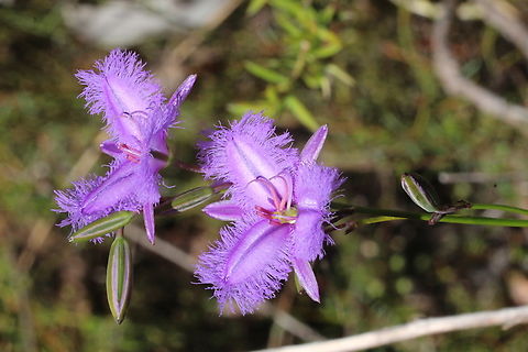 Twining Fringe-lily  Australia,Eamw flora,Geotagged,Mount Billy,Spring,Thysanotus patersonii,Twining Fringe-lily