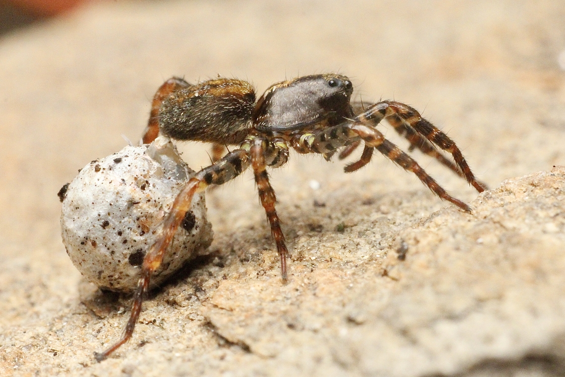 Small Striped Wolf Spider - Artoria flavimana Very small( 6 mm body) female with her egg sack. Artoria flavimana,Australia,Eamw spiders,Eamw wolf spiders,Geotagged,Spring