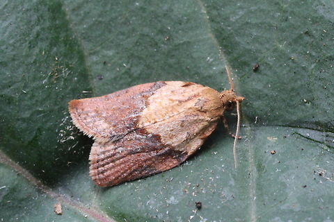 Light brown apple moth - Epiphyas postvittana  Australia,Eamw moth,Encounter Bay SA,Epiphyas ew,Epiphyas postvittana,Geotagged,Light brown apple moth,Spring