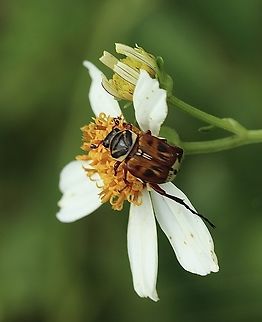 Flower Scarab - Trigonopeltastes delta  Delta flower scarab,Eamw beetles,Geotagged,Summer,Trigonopeltastes delta,United States