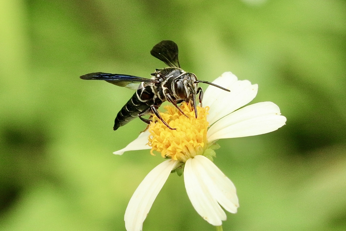 Sharp Tail Bee - Genus Coelioxys  Eamw bees,Geotagged,Summer,United States