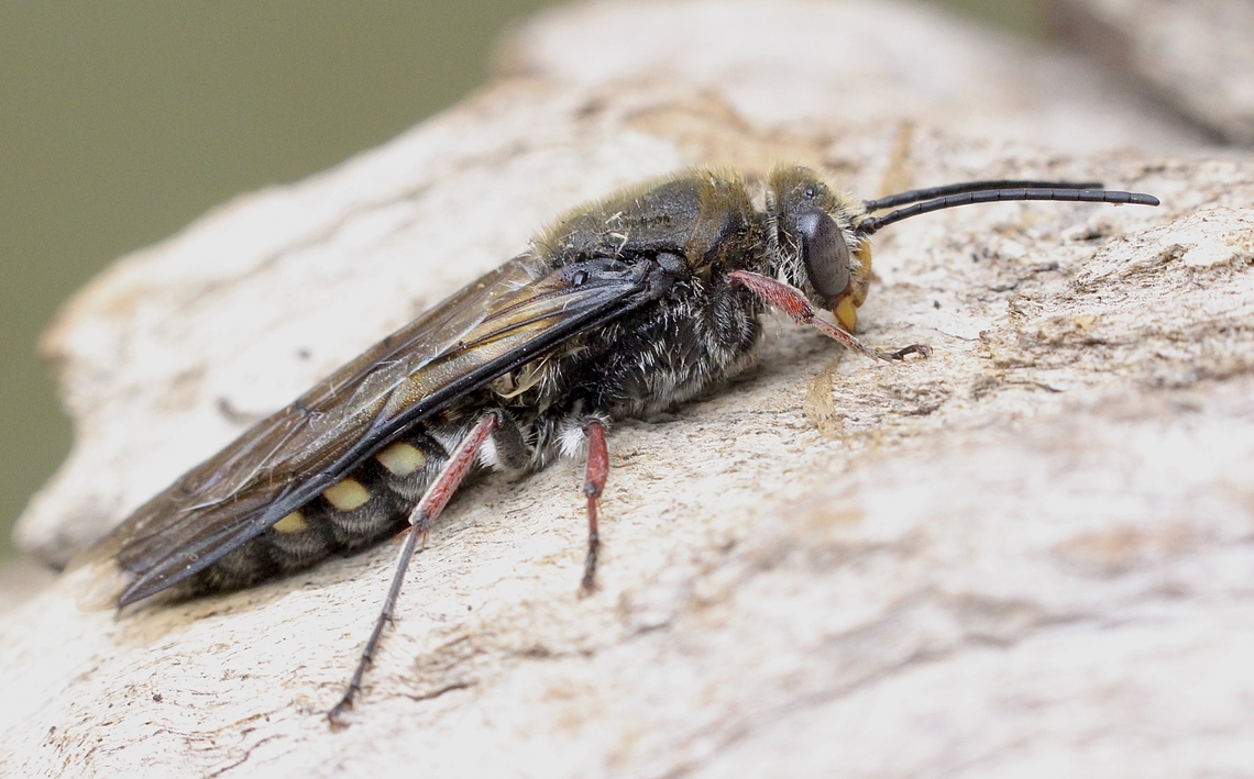 Unidentified species of flower wasp.  Australia,Eamw wasps,Geotagged,Spring