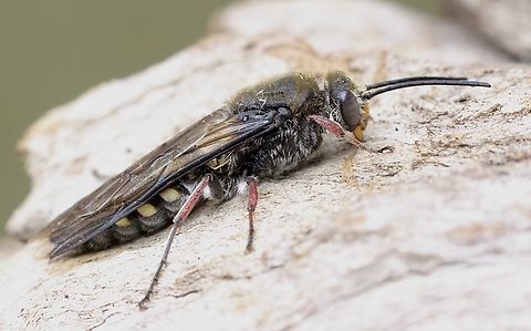 Unidentified species of flower wasp.  Australia,Eamw wasps,Geotagged,Spring
