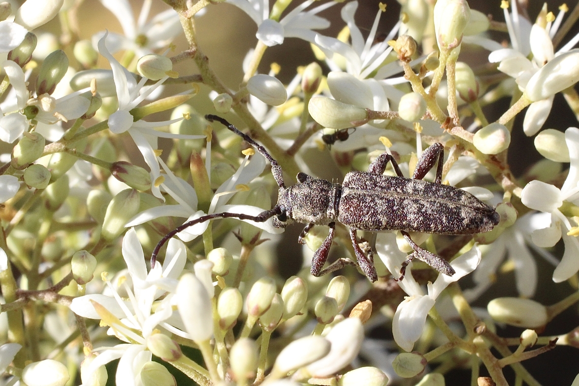 Pempsamacra dispersa  Australia,Eamw beetles,Geotagged,Pempsamacra dispersa,Spring,eamw Long Horn beetle