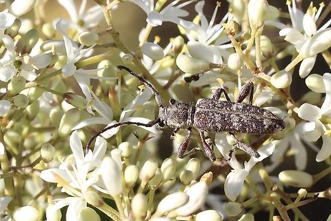 Pempsamacra dispersa  Australia,Eamw beetles,Geotagged,Pempsamacra dispersa,Spring,eamw Long Horn beetle