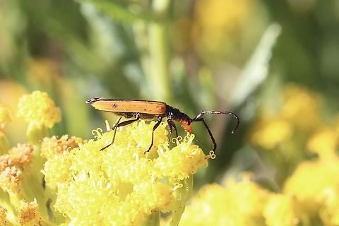 Stinking Longicorn - Stenoderus suturalis,  Australia,Eamw beetles,Geotagged,Spring,Stenoderus suturalis,Stinking Longicorn,eamw Long Horn beetle