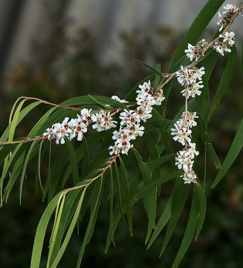 Willow Myrtle - Genus Agonis  Australia,Eamw flora,Geotagged,Spring