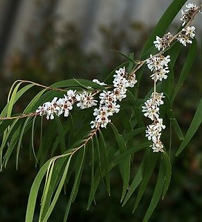 Willow Myrtle - Genus Agonis  Australia,Eamw flora,Geotagged,Spring