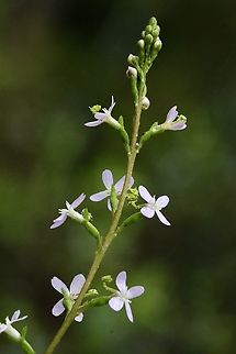 Thrift-leaved Triggerplant - Stylidium armeria  Australia,Eamw flora,Geotagged,Spring,Stylidium armeria,Thrift-leaved Triggerplant