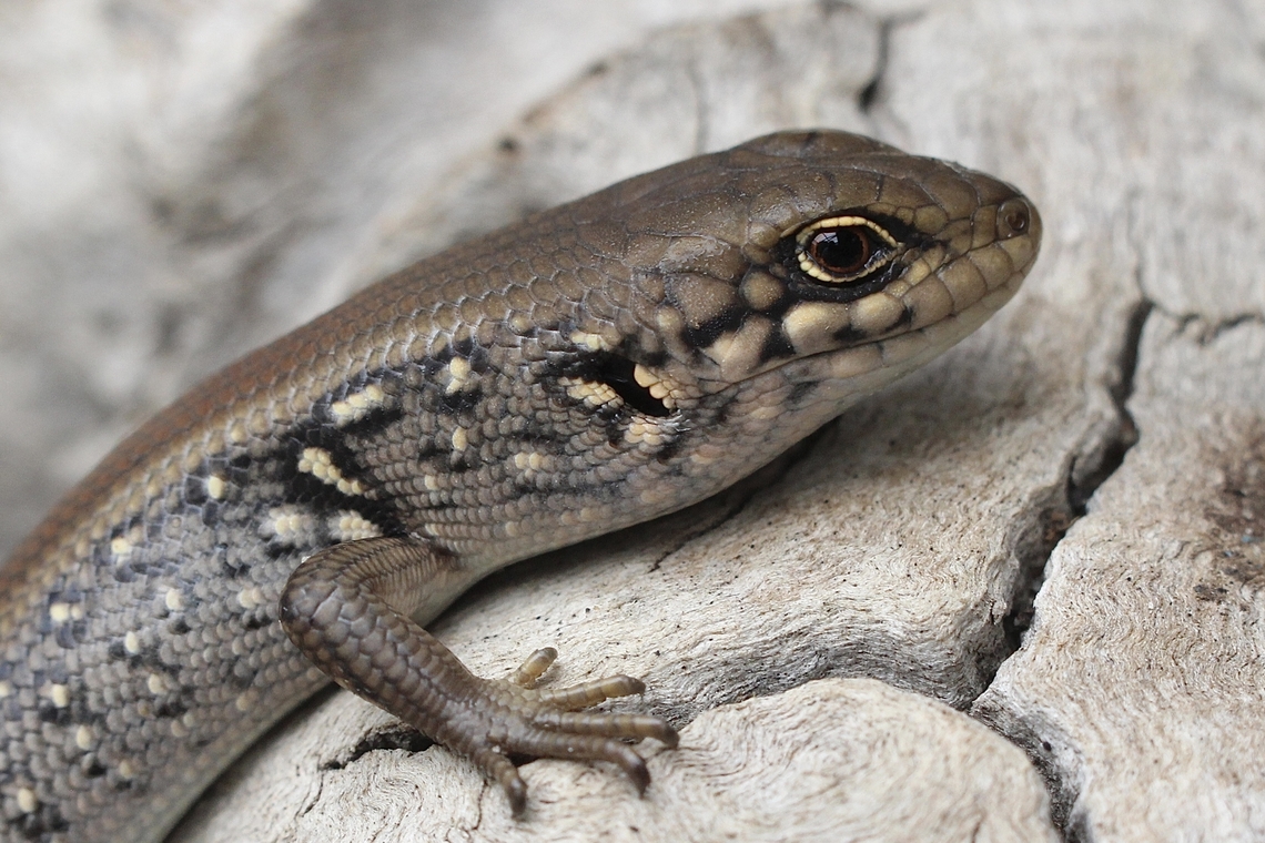 White&rsquo;s Skink - Liopholis whitii  Australia,Eamw skinks,Geotagged,Liopholis whitii,Spring,White's Skink