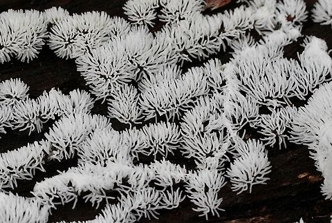 Coral slime mould - Genus -Ceratiomyxa Found on wet decaying eucalyptus bark Australia,Ceratiomyxa fruticulosa,Geotagged,Spring,eamw slime moulds
