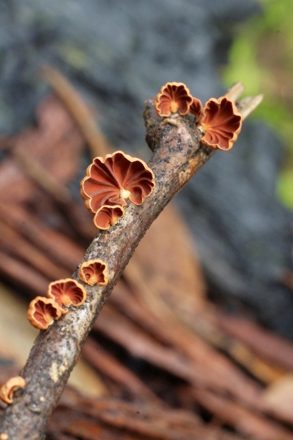 Orange fan - Anthracophyllum archeri Found on a decaying tree branch  Anthracophyllum archeri,Australia,Eamw fungi,Geotagged,Spring