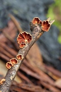Orange fan - Anthracophyllum archeri Found on a decaying tree branch  Anthracophyllum archeri,Australia,Eamw fungi,Geotagged,Spring