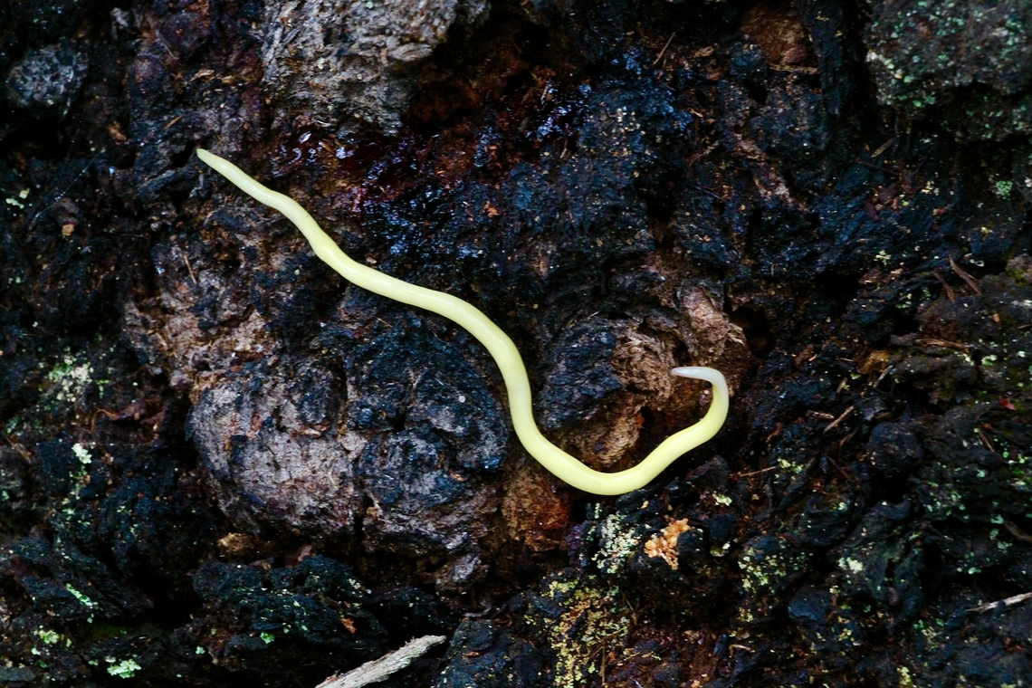 Canary Worm  - Fletchamia sugdeni Usually I find them under decaying bark on the ground or under rocks. This one amongst many ventured out into the open due to several days of rain. Australia,Canary Worm,Eamw worms,Fletchamia sugdeni,Geotagged,Spring