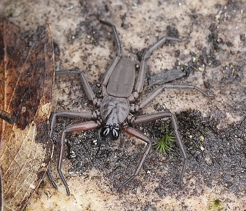 Major Flatrock Spider -  Morebilus plagusius  Australia,Eamw spiders,Geotagged,Major Flatrock Spider,Morebilus plagusius,Spring