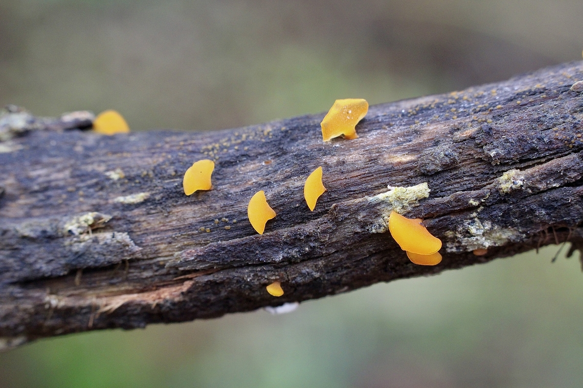 Jelly bells - Heterotextus peziziformis  Australia,Eamw fungi,Geotagged,Heterotextus peziziformis,Spring